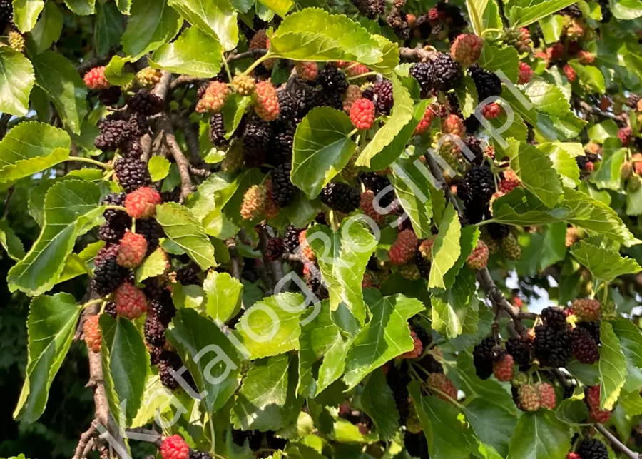 owocująca późnym latem w ogrodzie morwa biała (Morus alba)