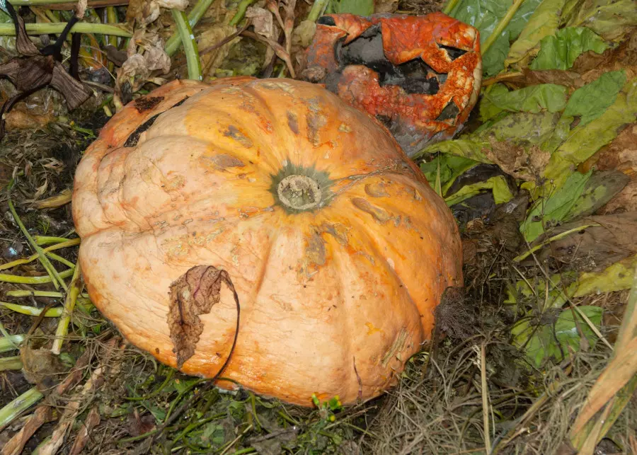 zgniła dynia znajdująca się na kompostowniku