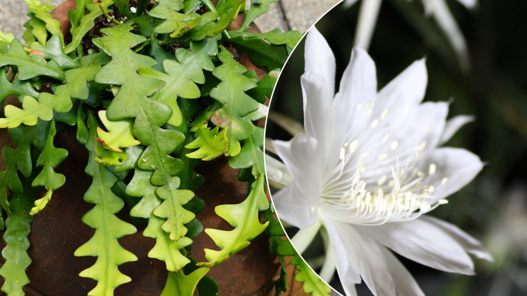 Kaktus zygzak Disocactus anguliger (dawniej Epiphyllum anguliger)