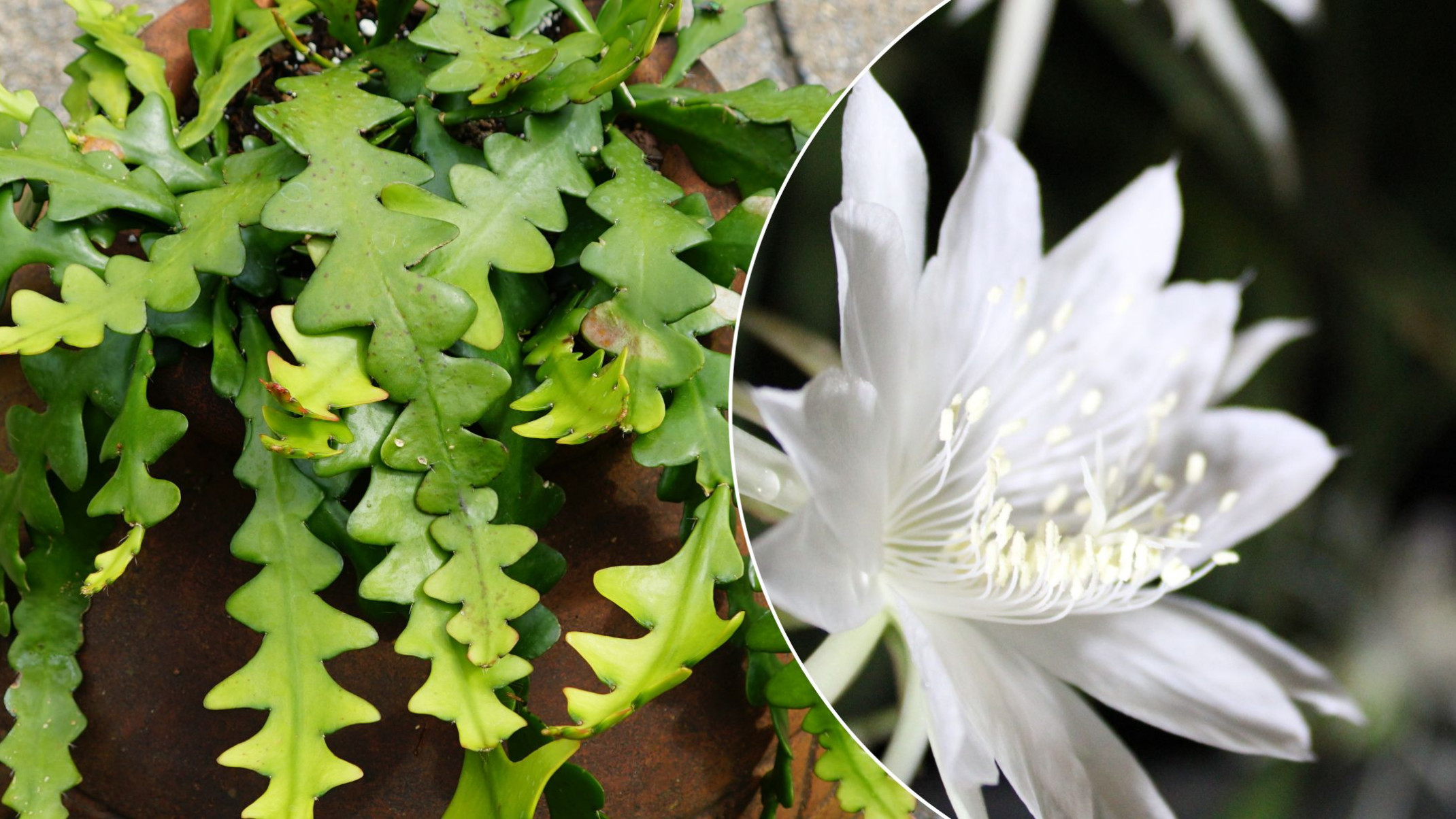 lobivia kaktus Altena Lobivia Cactus – AceMegaSucculents main image 1