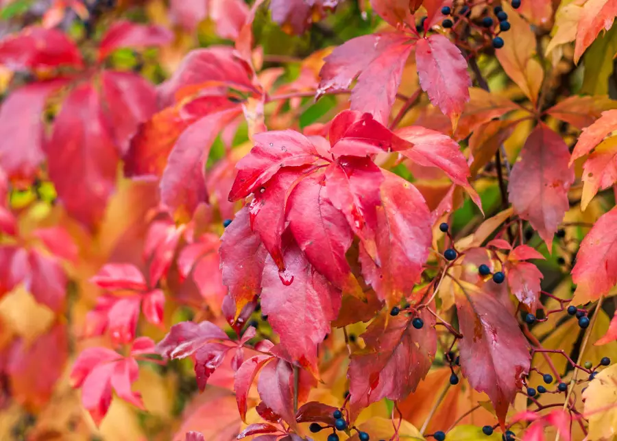 Winobluszcz zaroślowy (Parthenocissus vitacea)