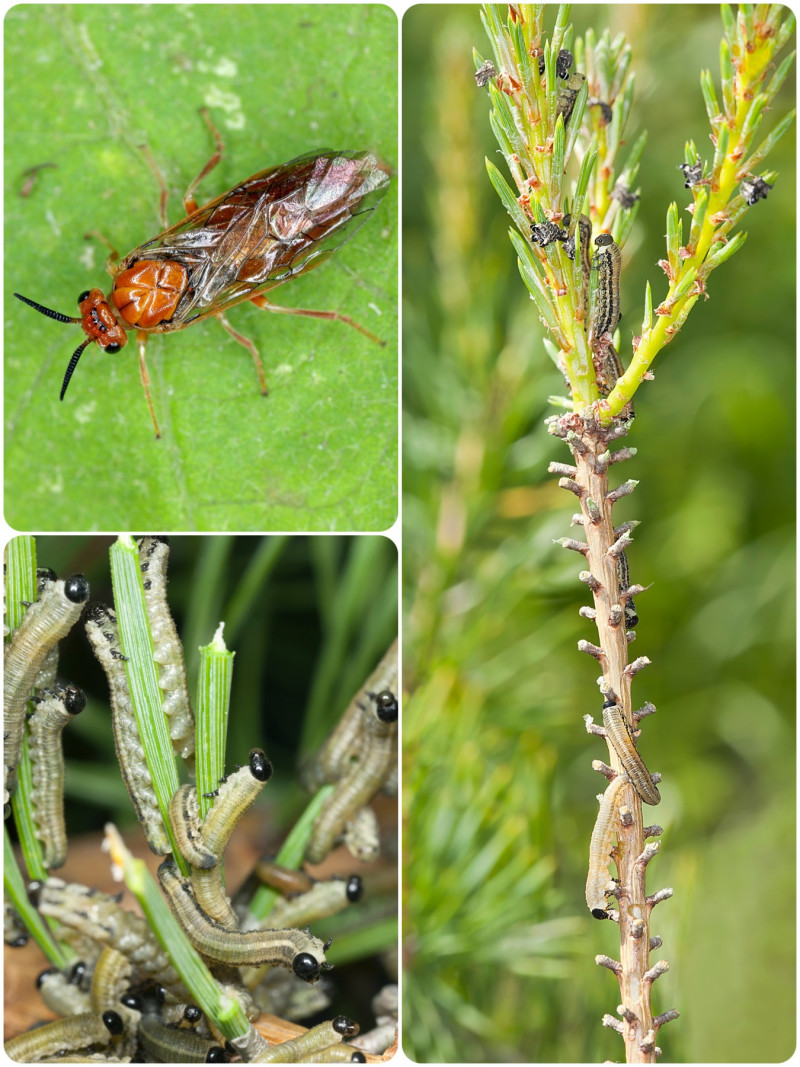 Borecznik rudy (Neodiprion sertifer), owad dorosły, larwy i uszkodzenia sosen