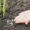 Jesienne nawożenie roślin | Tych 5 nawozów stosuj regularnie. Zapomnij o azocie! 