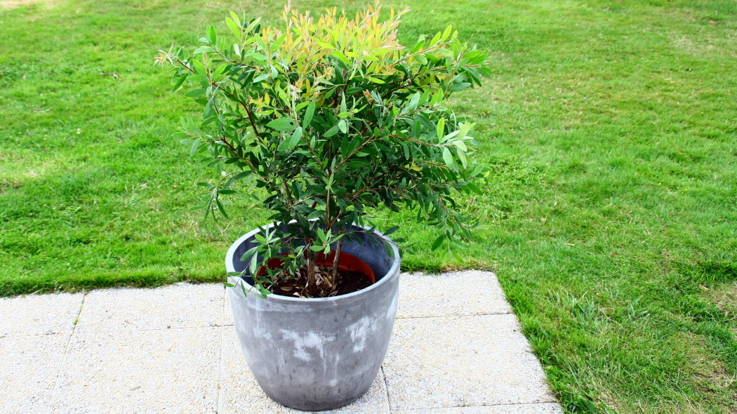 Kuflik (Callistemon)