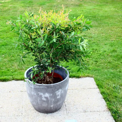 Kuflik / Kalistemon