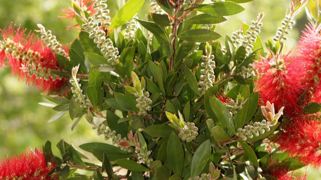 Kuflik (Callistemon)