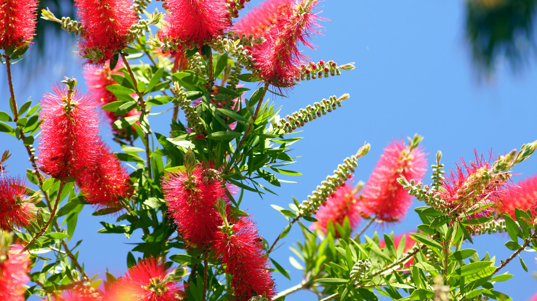 Kuflik (Callistemon)