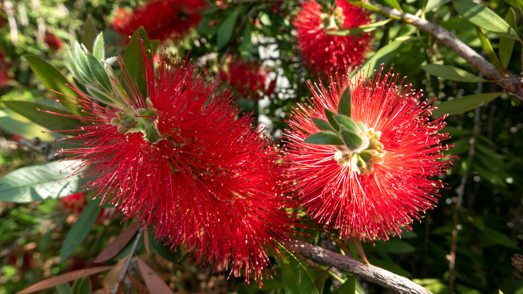 Kuflik (Callistemon)