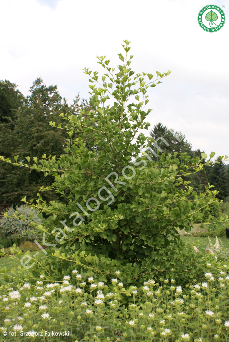 Miłorząb dwuklapowy (Ginkgo biloba) 'Tit' w ogrodzie