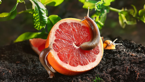 Przekrój grapefruit na pół i połóż w ogrodzie. To owocowa pułapka na pomrowy