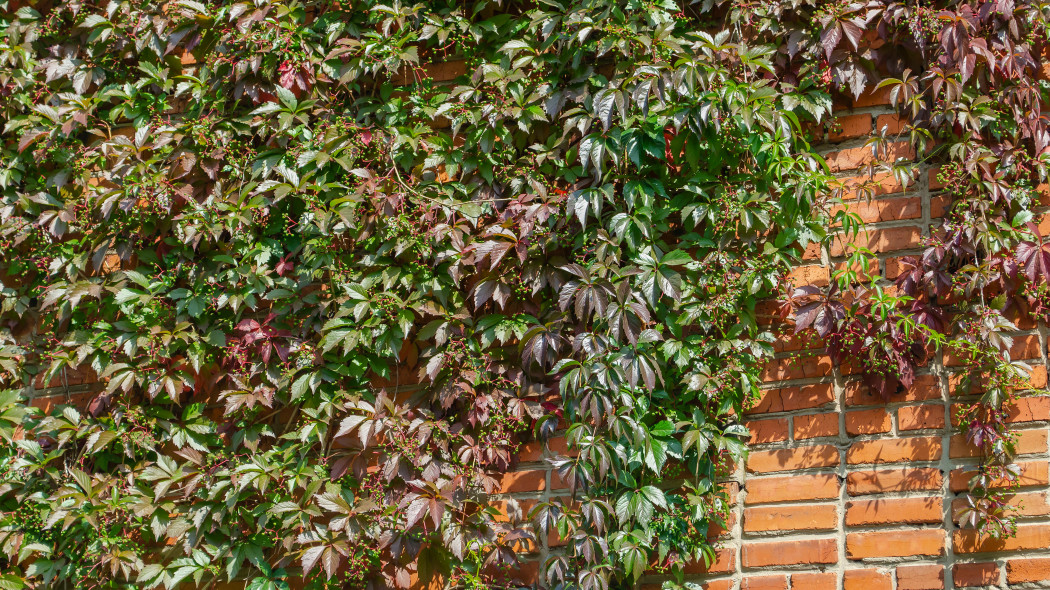 Winobluszcz Henry'ego (Parthenocissus henryana)