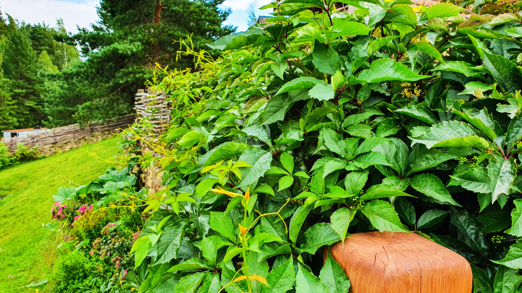 Winobluszcz Henry'ego (Parthenocissus henryana)