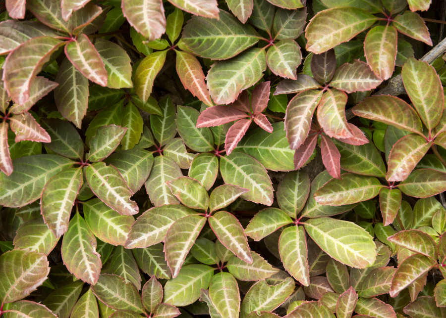 Winobluszcz Henry'ego (Parthenocissus henryana)