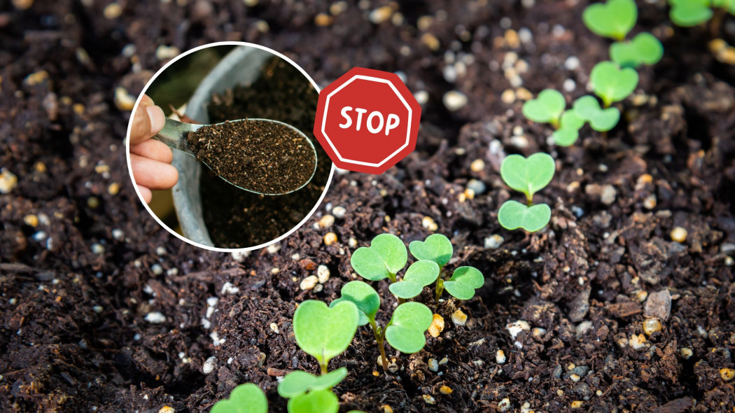 Błędy w nawożeniu organicznym