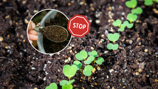 Błędy w nawożeniu organicznym? To możliwe! Tak nie możesz nawozić obornikiem i kompostem