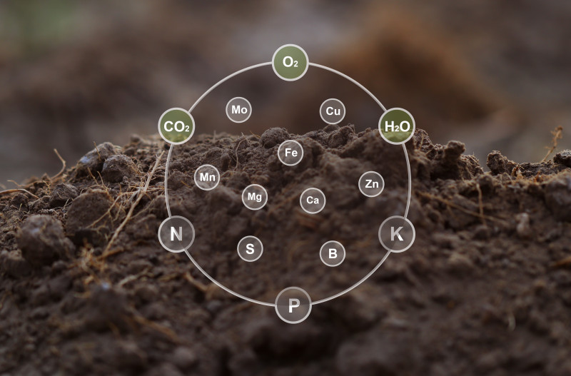 Pierwiastki w glebie i powietrzu potrzebne roślinom