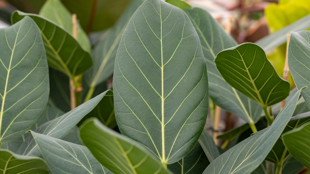 Figowiec bengalski Ficus benghalensis - liście