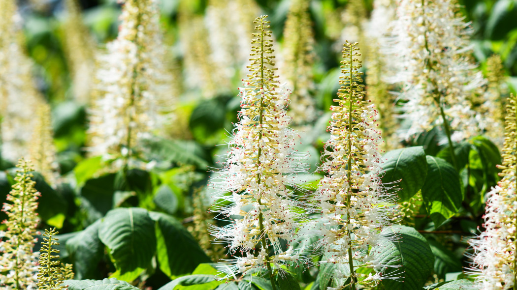 Kasztanowiec drobnokwiatowy Aesculus parviflora