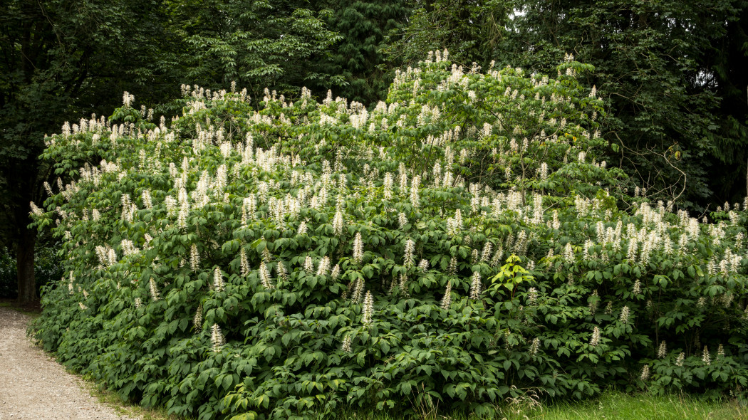 Kasztanowiec drobnokwiatowy Aesculus parviflora