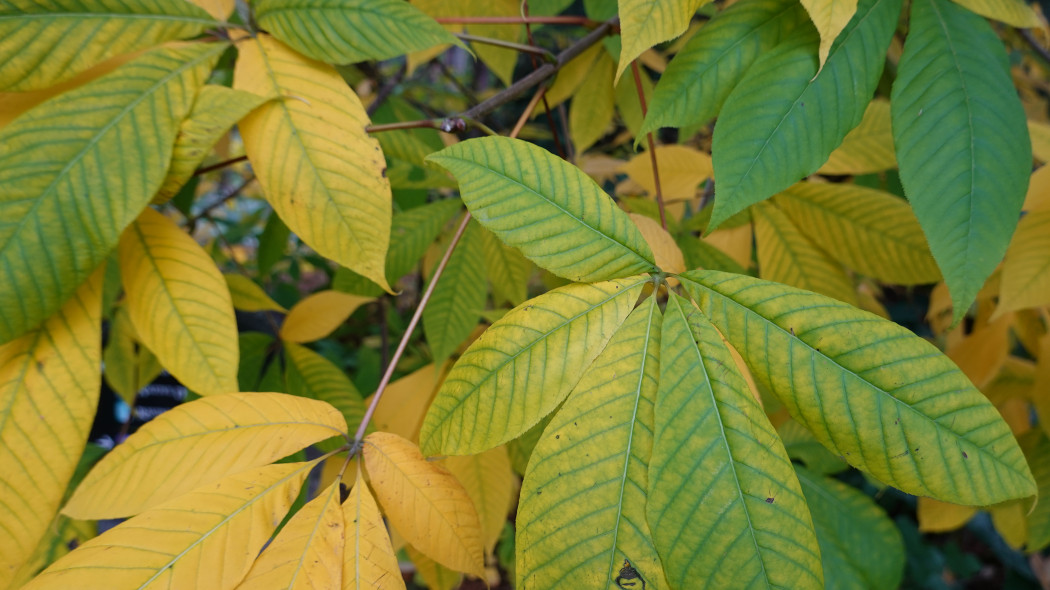 Kasztanowiec drobnokwiatowy Aesculus parviflora