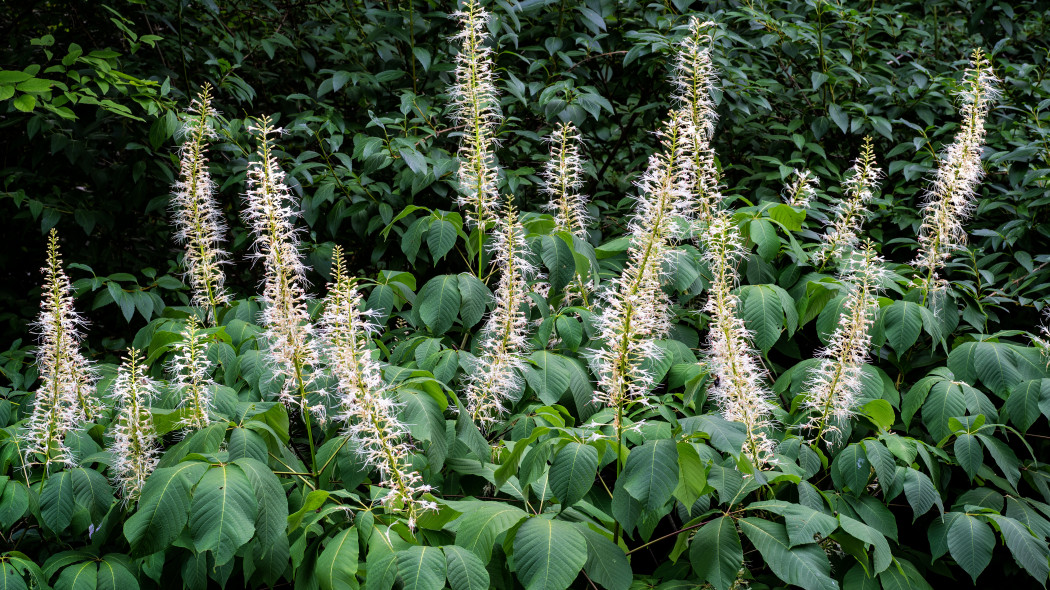 Kasztanowiec drobnokwiatowy Aesculus parviflora