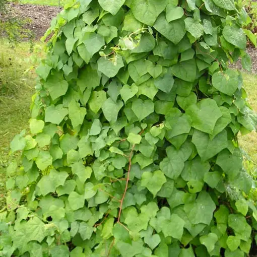 Miesięcznik Dahurski
