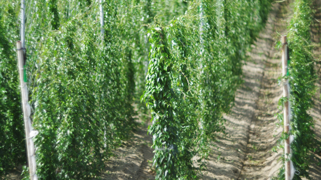 Pochrzyn chiński (Dioscorea polystachya batatas) pole uprawne