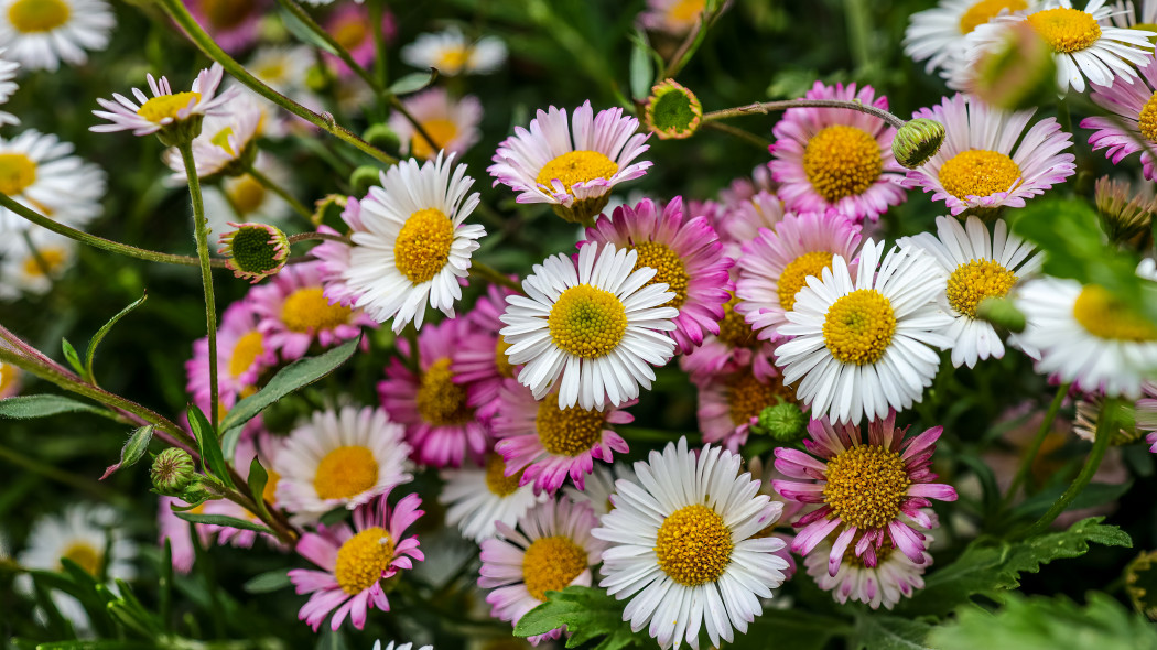 Przymiotno Karwińskiego (Erigeron karvinskianus)