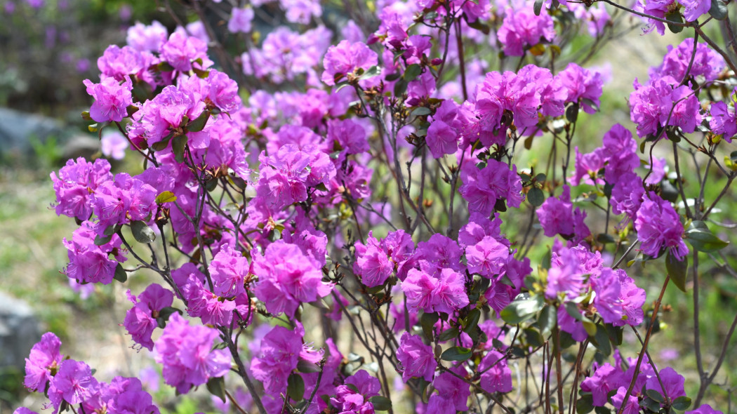 Różanecznik ostrokończysty Rhododendron mucronulatum