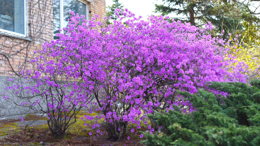 Różanecznik ostrokończysty (Rhododendron mucronulatum)