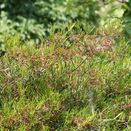 Trzmielina niska