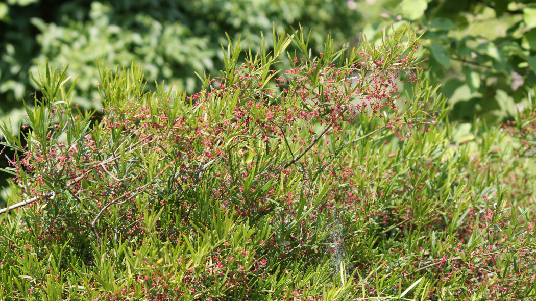 Euonymus nanus trzmielina niska