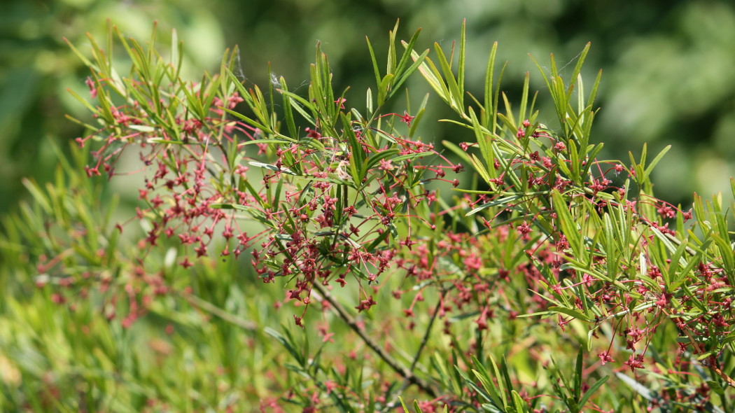 Euonymus nanus trzmielina niska