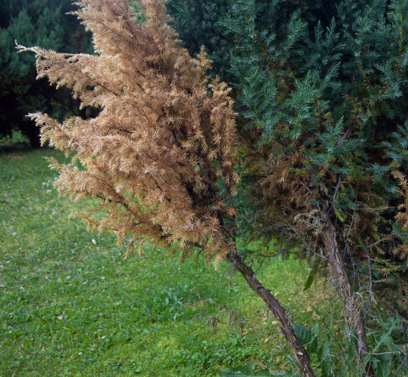 Zamieranie pędów - choroba jałowca