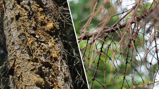  Choroby modrzewi – objawy, zapobieganie i zwalczanie