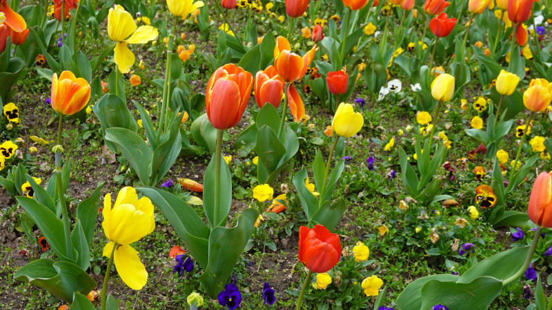 Tulipany na słonecznej rabacie