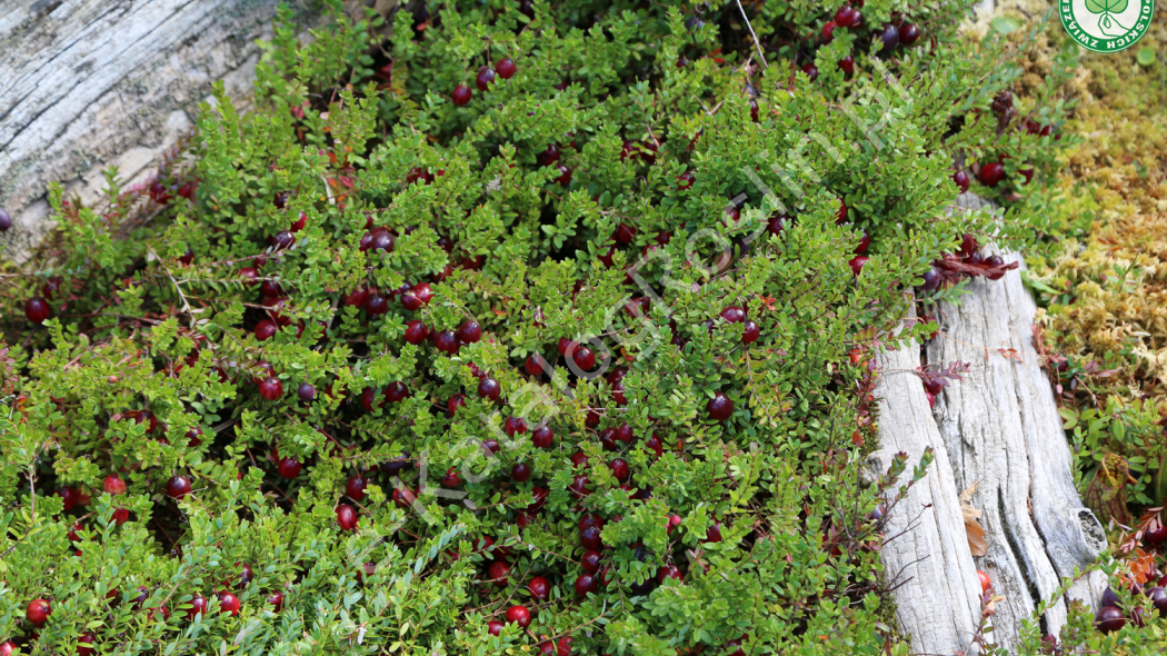 żurawina wielkoowocowa (Vaccinium macrocarpon) Howes w ogrodzie
