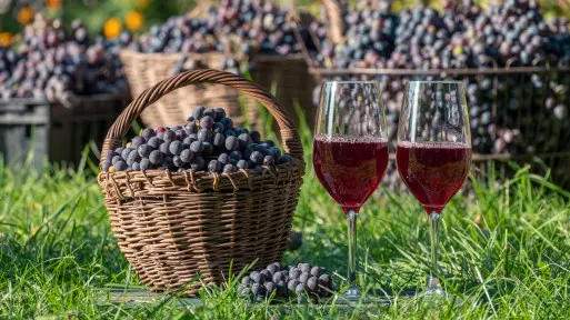Wino z winogron – zobacz, jak je zrobić krok po kroku