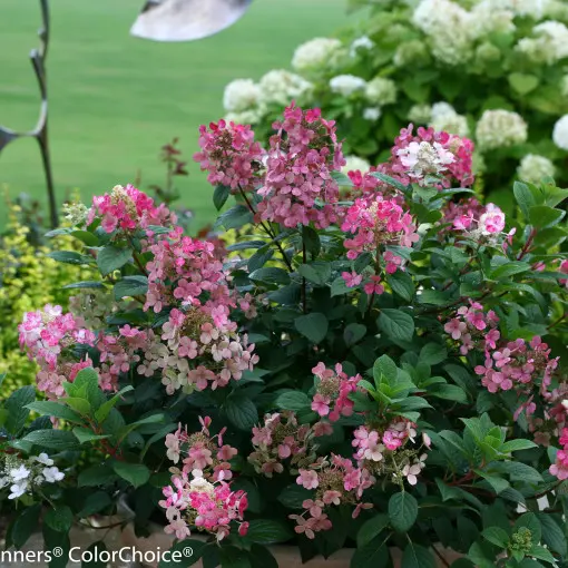 Hortensja bukietowa 'Little Quick Fire'