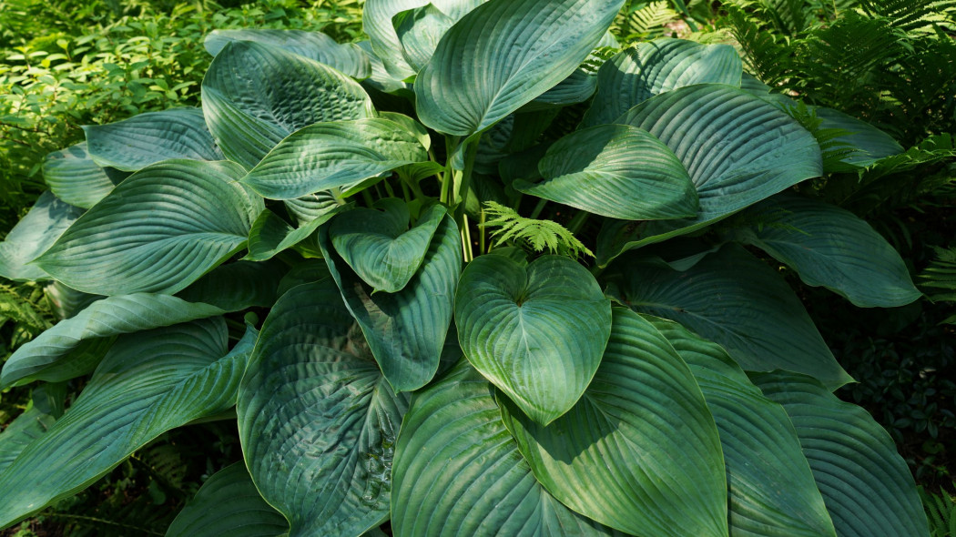 Funkia Hosta 'Empress Wu'