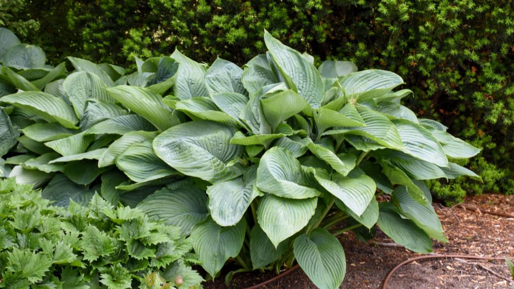 Funkia Hosta 'Empress Wu'