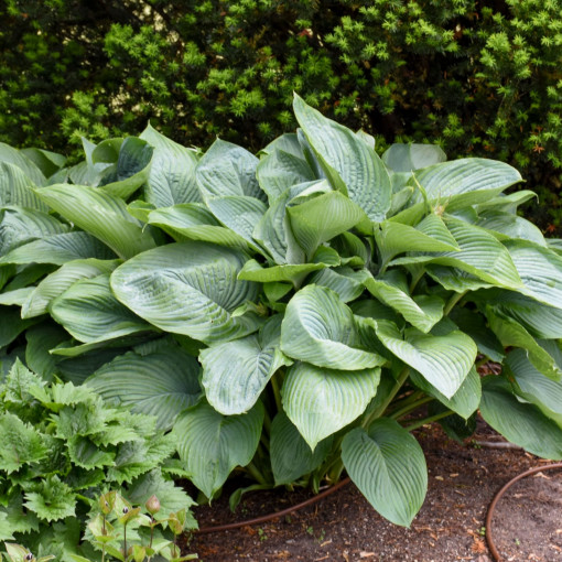 Funkia / Hosta 'Empress Wu'