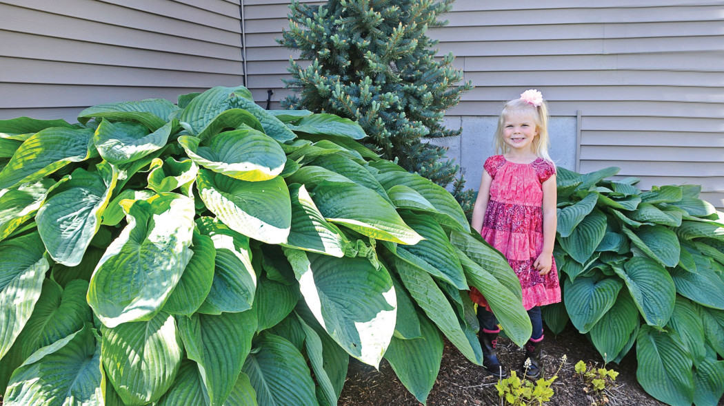 Funkia Hosta 'Empress Wu'