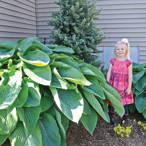 Funkia / Hosta 'Empress Wu'