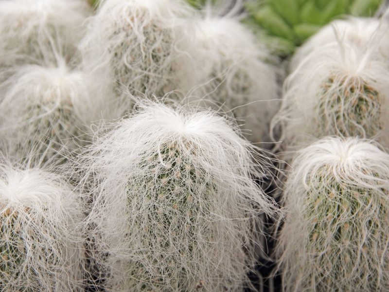 Kaktus duch - Cephalocereus senilis - roślina doniczkowa na Halloween