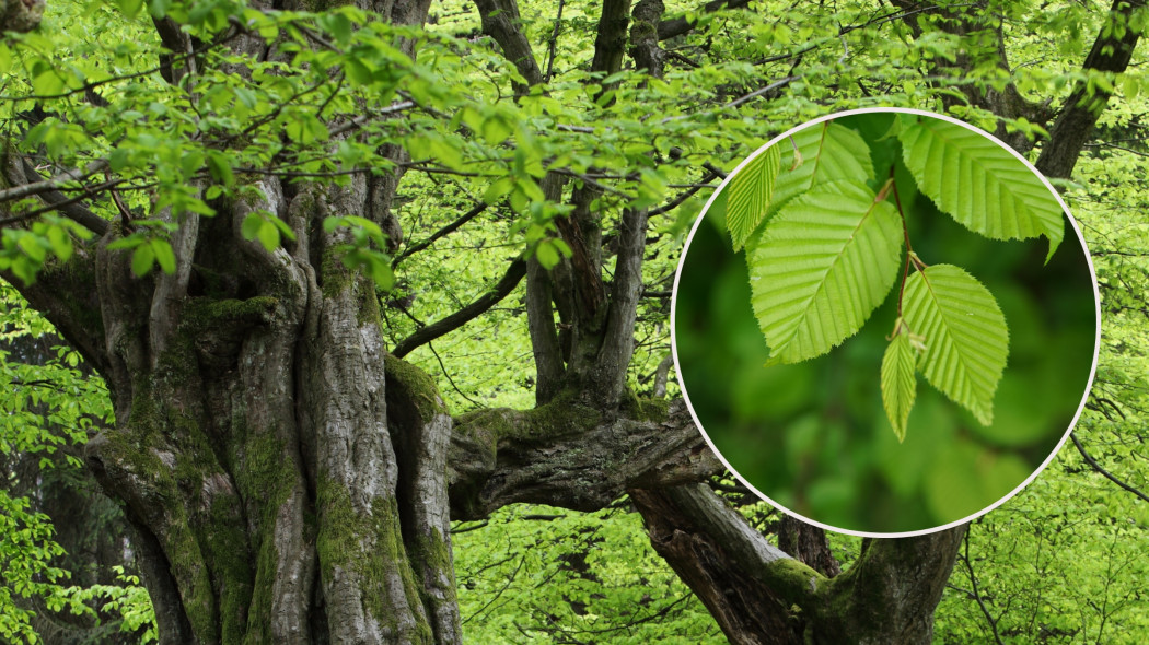 Graby pospolite w lesie na naturalnym stanowisku