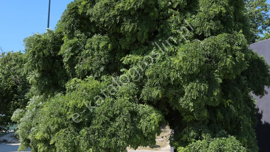 perełkowiec japoński (Sophora japonica) 'Pendula'