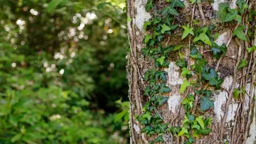 Bluszcz na drzewie. Czy szkodzi? Jak usunąć?
