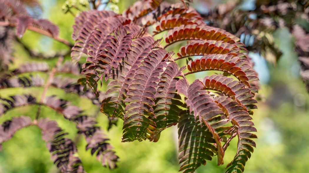 Albicja jedwabista, biało-różowa, Albizia julibrissin