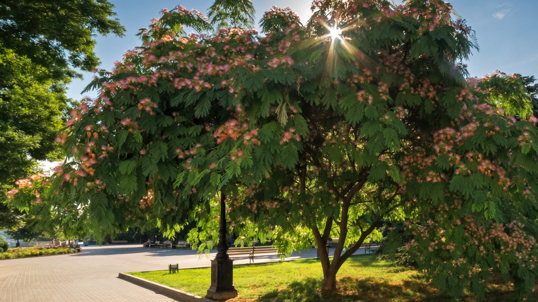 Albicja jedwabista, biało-różowa, Albizia julibrissin